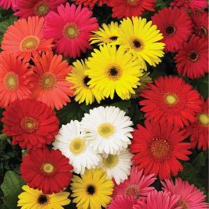 (144, 72) Gerbera Mega Revolution Select Mix Mega Revolution is an early flowering series that produces vigorous, bushy plants with extremely large blooms. Ideal for 6 pots.