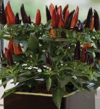 Well-suited to 3-4½ pots. Masquerade Narrow fruit starts purple & orange and turns red as plants mature. Good for 4-6 pots.