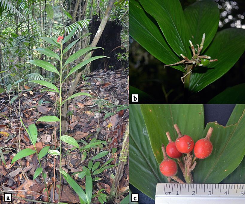 F.M. Acma, N.P. Mendez The collected specimens were deposited in the Central Mindanao University Herbarium (CMUH) with proper voucher specimen numbers.