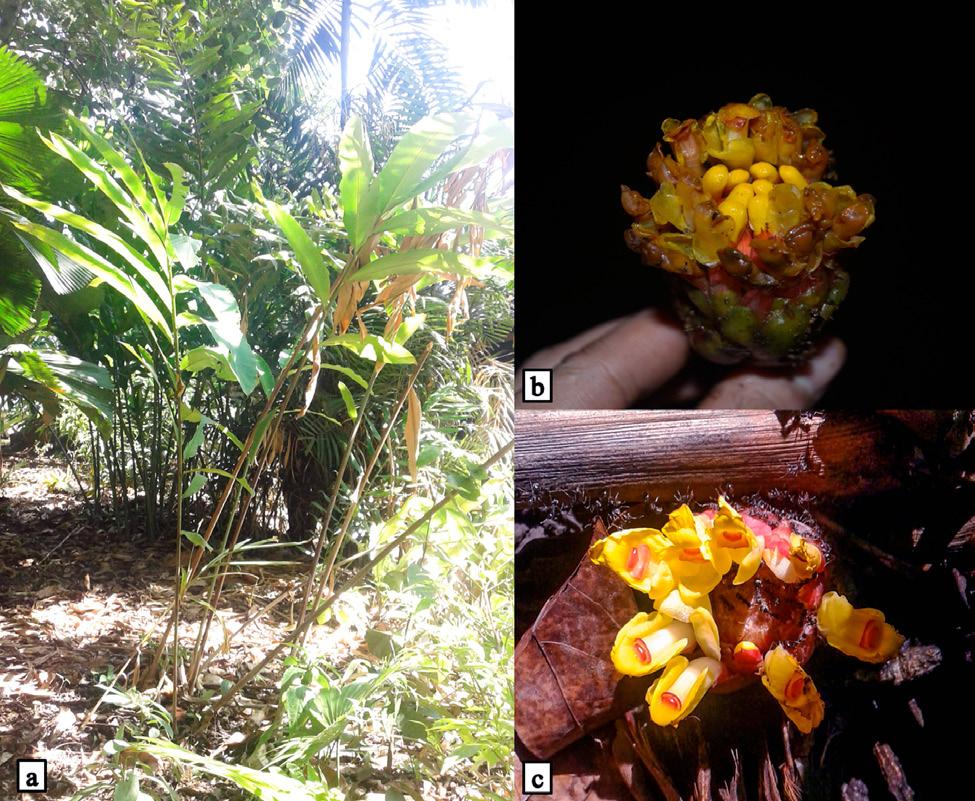 Records of Philippine endemic gingers in the buffer zone of Mt. Hamiguitan Range Wildlife Sanctuary, Fig. 2. Etlingera dalican (Elmer) A.D.