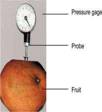 The determination of firmness of a fruit by means of the penetrometer is based on the pressure necessary to push a plunger of specified size into the pulp of the fruit up to a specific depth.