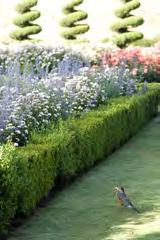 Next a hillside of English garden roses leads up to a French parterres and exuberant English borders, surrounded by corkscrew juniper topiary trees to rival Versailles, and a phalanx of