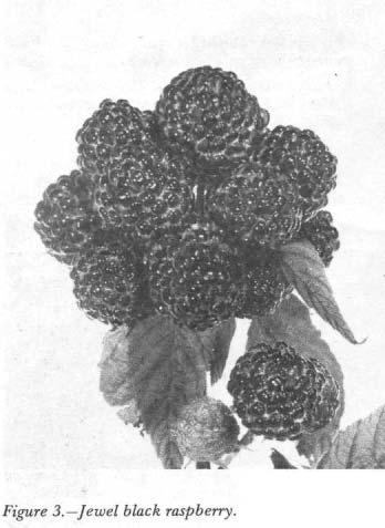 Black Raspberries. All black raspberry varieties are susceptible to viruses, orange rust, and Verticillium wilt.