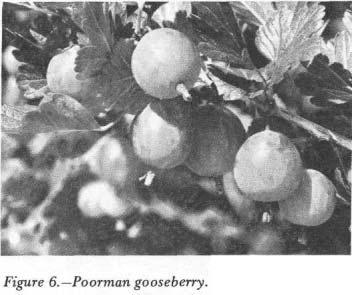 OTHER RECOMMENDED SMALL FRUIT PUBLICATIONS Growing strawberries in New York State by J. P. Tomkins and D. K.
