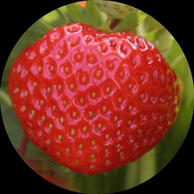 years Selection process of strawberry breeding materials 1