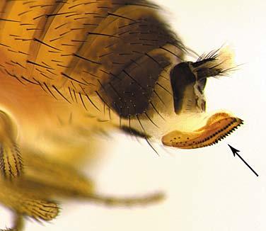 Males are most easily recognized by their dark spot near the tip of the wing (Figure 2). The spot typically covers the area from the leading edge to the second vein.