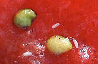 Figure 8. Eggs of SWD in strawberry fruit. (Hannah Burrack, North Carolina State University, www.bugwood.