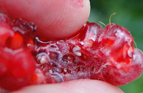 In some states, commercial producers have lost up to 80 percent of their raspberry crops from SWD damage.