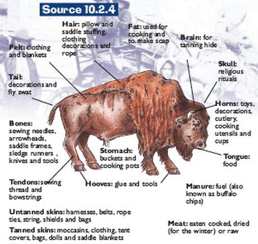 used as whips, and the buffalo s stomach was used as a container to hold water. The Indians used the natural resources available to them wisely.