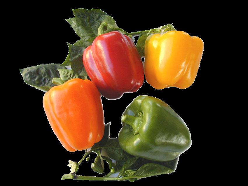 Sweet Pepper KEC-horticulture advanced Sweet Pepper Seeds are available in