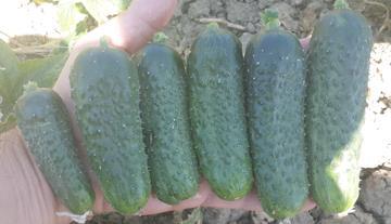 Cucumber Gherkin 18-2041 Parthenocarpic German type variety. Well branching and medium vigorous plants.