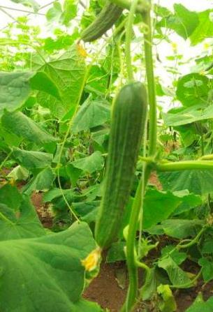 Cucumber 18-2095 Comparison: RS 189 High Resistance: Ccu Intermediate Resistance: CMV/Px ( exsf) Single pistilled (1-2 fruit per node), Adapted for cold conditions, Strong vigor.