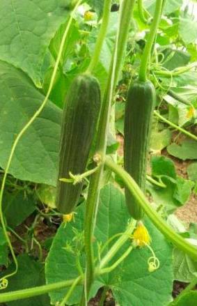 Cucumber 18-2105 Comparison: RS 189 High Resistance: Ccu Intermediate Resistance: CMV/Px ( exsf) Single pistilled (1-2 fruit per node), Adapted for cold conditions, Strong vigor.
