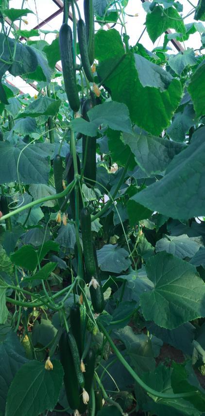 Cucumber 18-2125 Comparison: Melen EZ High Resistance: Ccu/Px ((exsf) Intermediate Resistance: CMV/Pcu Semi pistilled(2 fruits per nodes), adapted for indoor late fall and spring cultivations, Also