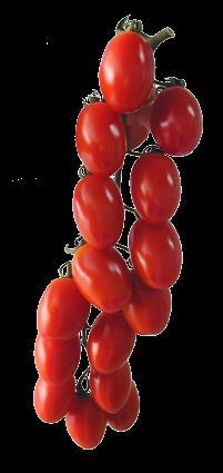Cherry Tomato We produce