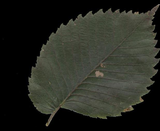 Leaves narrow Leaves up to 3 in length Fruit round,