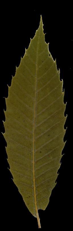 Alternate, Simple, Toothed, Leaf Bases Even, Not Lobed;