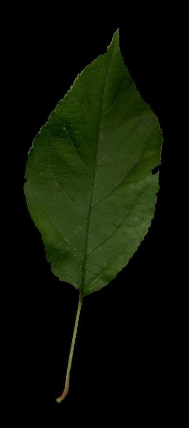 leaf base Japanese Flowering Crabapple (Malus floribunda)
