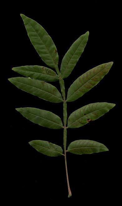 Sumac (Rhus glabra) Leaflets toothed Twigs