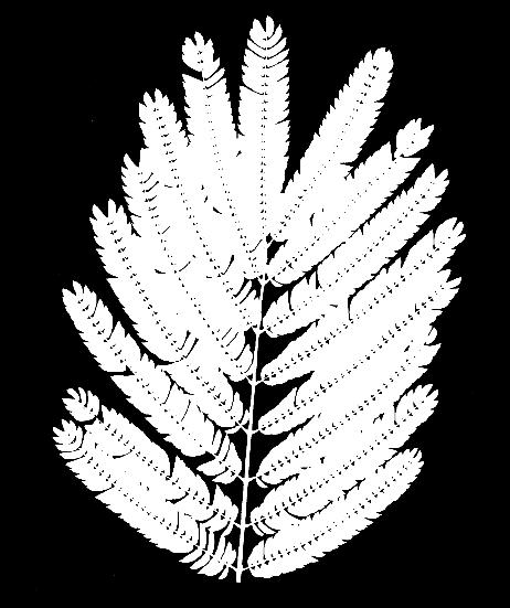 Rain-tree (Koelreuteria paniculata) Invasive 7-17