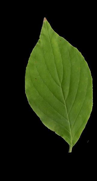 tomentosa) Invasive Leaves hairy,