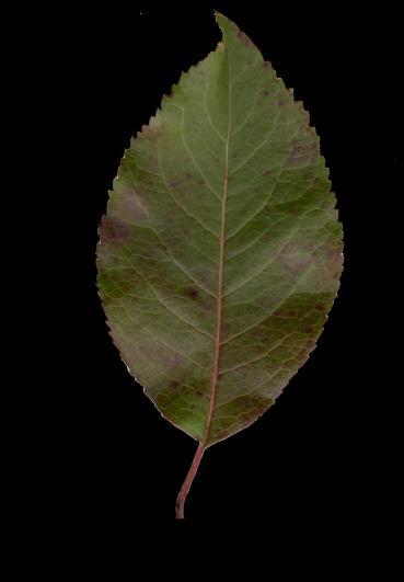 green Underside silvery-white Maple-leaved Viburnum (Viburnum acerfolium) 3 lobes Leaves