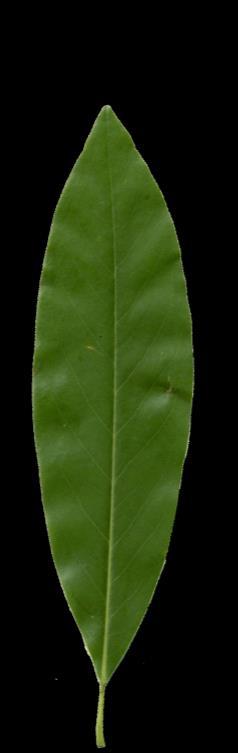 Alternate, Simple, Entire, Oval - Elliptic Southern Magnolia (Magnolia grandiflora) Exotic
