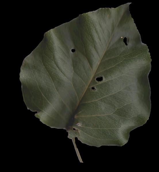 ) /Exotic Variable leaf shape Evergreen Spicebush (Lindera
