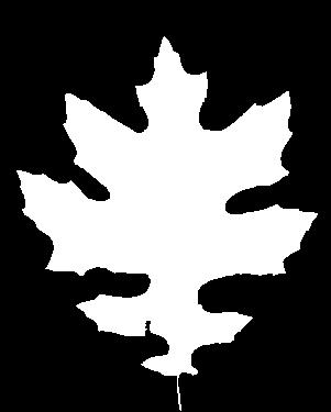 marilandica) Leaf lobes broad Leaf is triangular Pin Oak