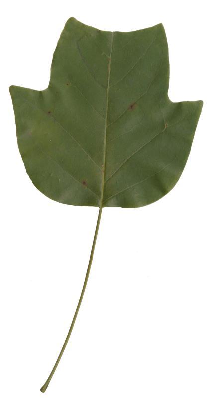 White Oak (Quercus alba) Deeply lobed Leaf