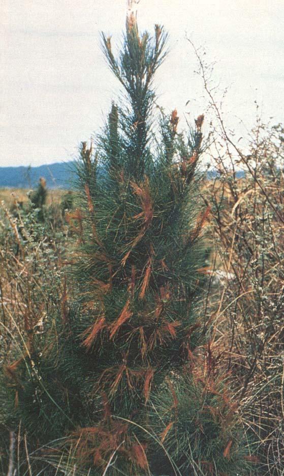 ericoides (kanuka), L. scoparium (manuka), and Cyathodes. The caterpillar is also occasionally found on broad- leaved plants such as Pittosporum tenuifolium (kohuhu).
