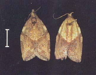 Fig. 4 - Light brown apple moths in resting position.