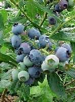 D.1 Vaccinium corymbosum Description Annex D (informative) Blueberries and Bilberries Fact sheets Authority L.