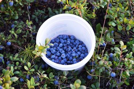 And not just any blueberry. Our wild Alaska blueberries are even more nutrious than most blueberries!