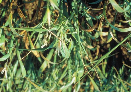 OATS HEADS DEFORMED 98 Drought stress, produces similar symptoms to copper deficiency.