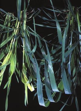 Sulphur deficiency in Triticale Whole plant is pale green with a greater degree of yellowing in the newer leaves. Whole leaves are light yellow. Severe deficiency leaf tips of old leaves can die.