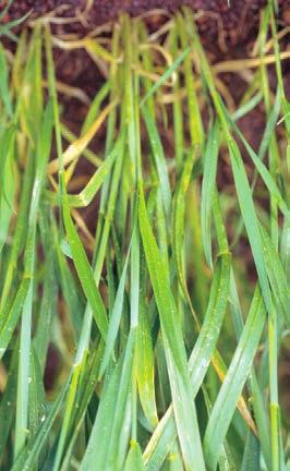 WHEAT YELLOW OLD LEAVES 10 Phosphorus deficiency Reduced early growth and vigour with spindly plants under severe deficiency.