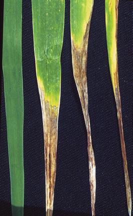 Potassium deficiency Reduced vigour and spindly growth of the whole plant.