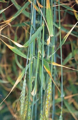 WHEAT YELLOW OLD LEAVES 14 Aluminium toxicity Aluminium is not an essential plant nutrient, but can still be taken up and accumulated in the plant.