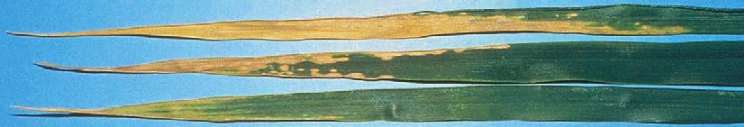 WHEAT YELLOW OLD LEAVES 16 Boron toxicity Boron is essential for plants, but in some soils it accumulates to toxic levels. Yellowing and death of leaf tips, starting on oldest leaves first.