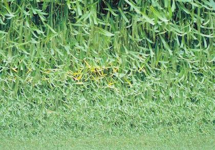 WHEAT STRIPES 20 Barley yellow dwarf virus, produces similar symptoms to iron deficiency yellow stripes.