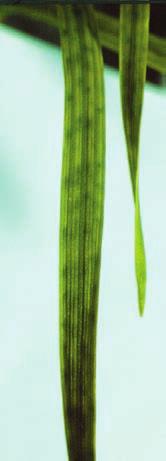 WHEAT SPOTS 28 Magnesium deficiency Plants appear unthrifty and water stressed.