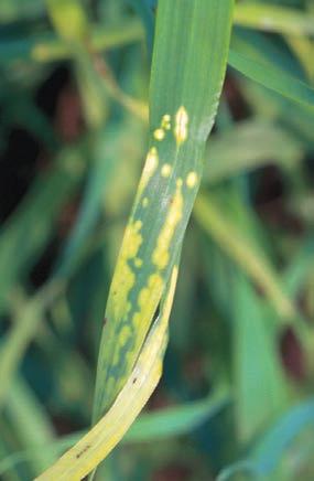 WHEAT SPOTS 30 Grass and broadleaf herbicide damage, produces similar symptoms to manganese toxicity.