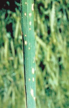 Spots of dead tissue on otherwise healthy leaves. Often worse on one side of the plant/stem.