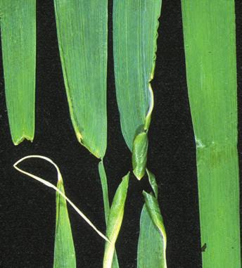 WHEAT LEAVES DEFORMED 32 Calcium deficiency Root growth is affected first; main roots shortened with a large number of stunted branches.
