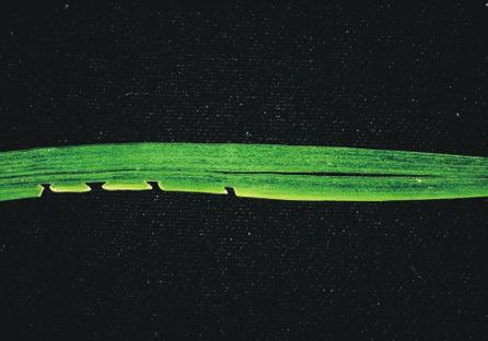 WHEAT LEAVES DEFORMED 34 Boron deficiency Newer leaves split along the leaf close to the midrib.
