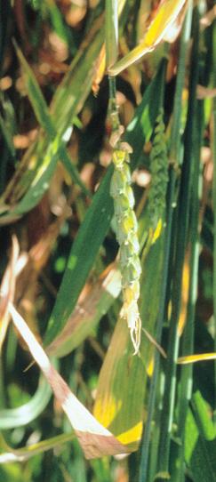 20) WHEAT REDDENING/PURPLING 36 Small patches of stunted growth with reddening or purpling of leaves, particularly along the edges towards maturity. Heads may be sterile.