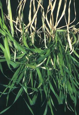 BARLEY YELLOW OLD LEAVES 42 Potassium deficiency Stunted plants with short, stout stems and pale yellow-green stems and leaves; appear limp or wilted.