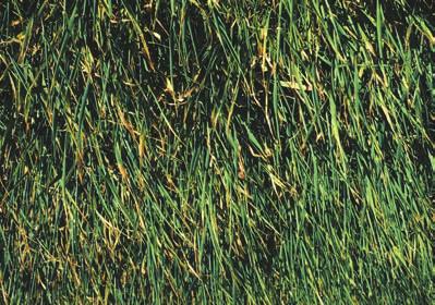 Salt toxicity Barley is more tolerant than many other crops. High levels cause stunting with short, stout stems and dull, green-yellow stems and leaves.