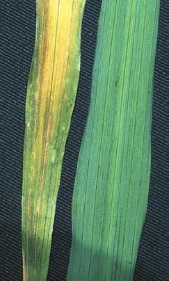 Brown patches develop in the yellow areas until the whole leaf is affected and dies. Symptoms move to young leaves until whole plant is affected.